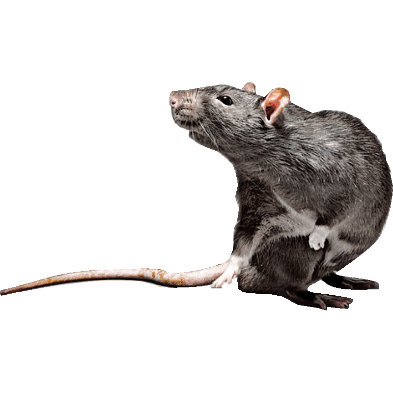 Big Cheese Fresh Baited Rat Trap